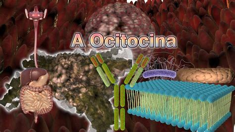 A Ocitocina Jogo