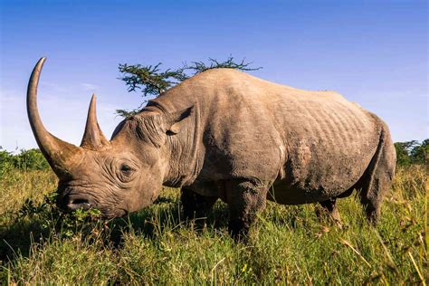 African Rhino Netbet