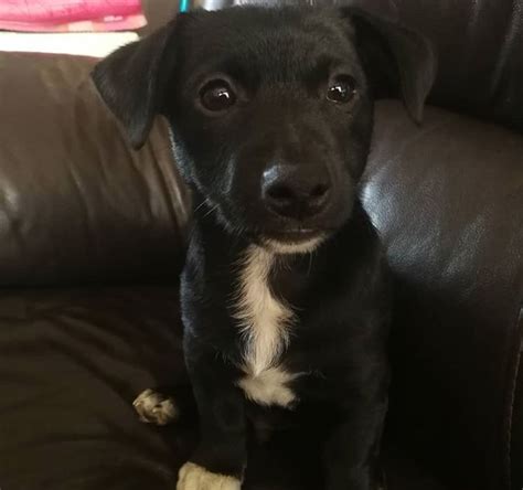 Black Jack Russell Terrier Filhote De Cachorro