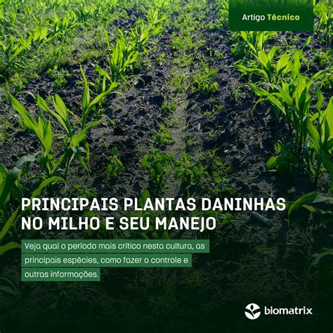 Blackjack Genetica De Plantas Daninhas