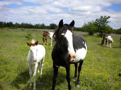 Blackjack Montanha Mustangs