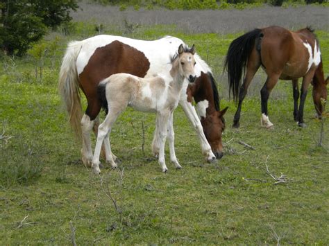 Blackjack Montanha Mustangs Para Venda