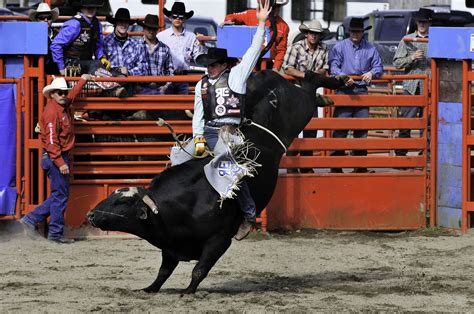 Bull In A Rodeo Betsul