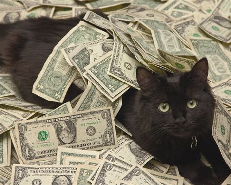 Cats And Cash Parimatch