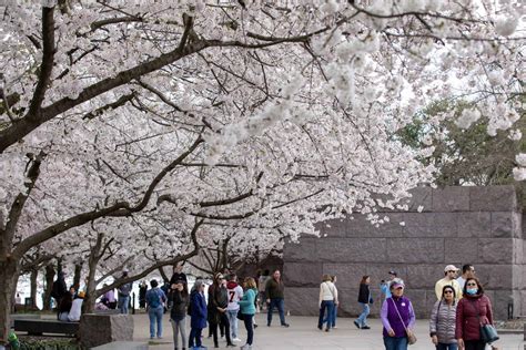 Cherry Blossom Review 2024