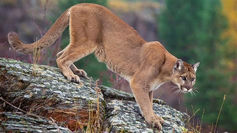 Cougar Roar Betano