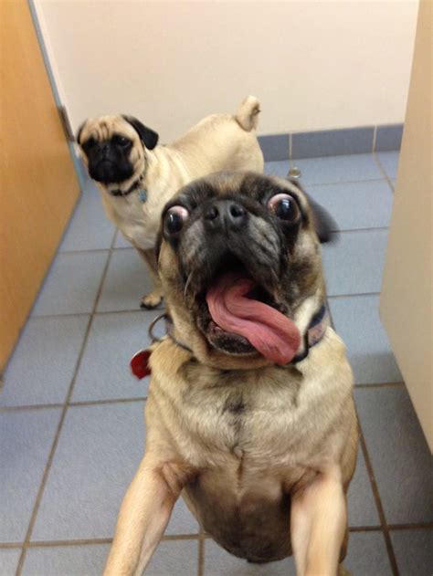 Crazy Pug Brabet