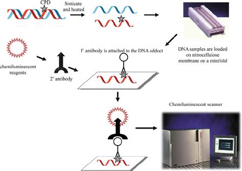 Imuno Slot Blot Assay Para A Deteccao De Radiacao Uv Mediada Danos Ao Dna