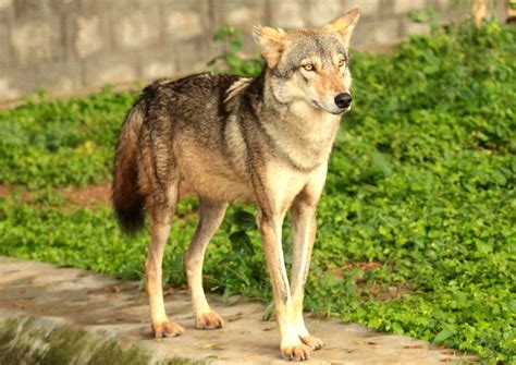 Indian Wolf Betsson