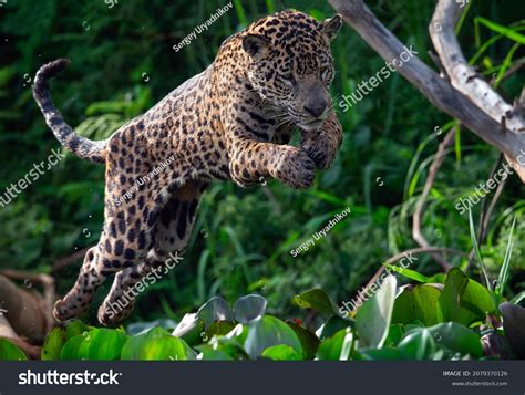 Jumping Jaguar Blaze