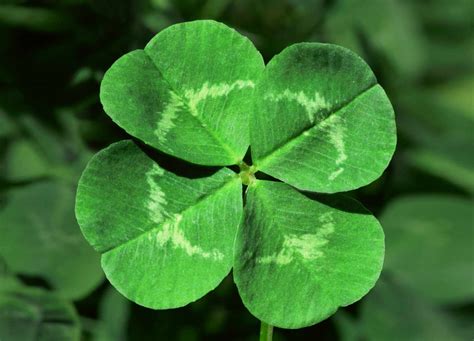 Lucky Clovers Novibet