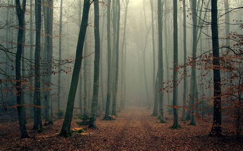Misty Forest Betfair