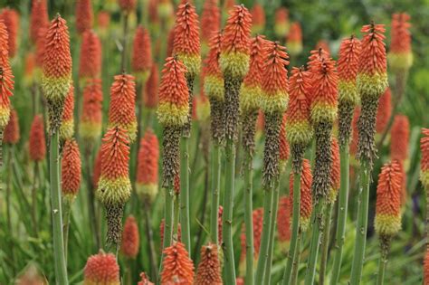 Mover Red Hot Poker Planta