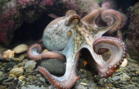 Octopus Brabet