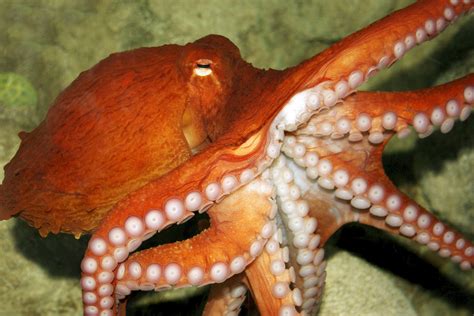 Octopus Netbet
