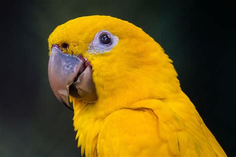 Parrots Gold Betano