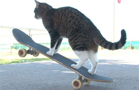 Patin Uma Roleta Kitty