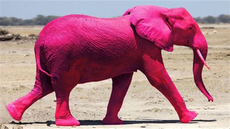 Pink Elephants Bet365