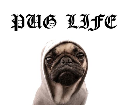 Pug Life Bodog