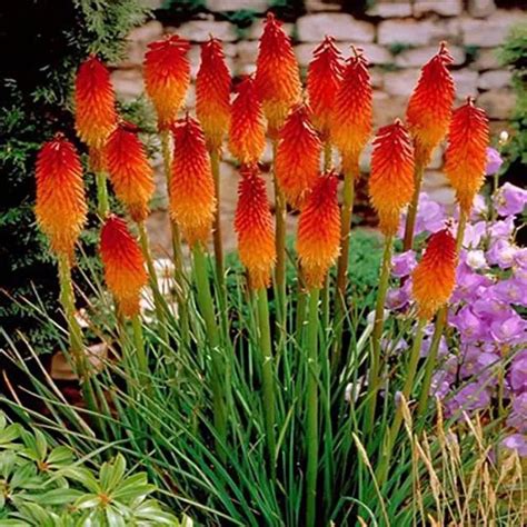 Red Hot Poker Planta Para Venda Nz