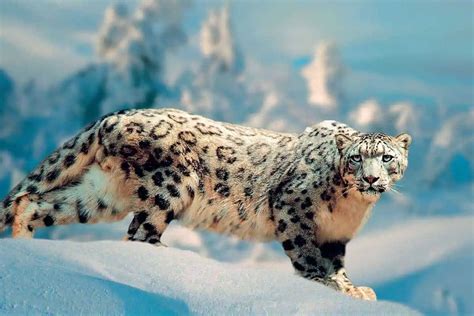 Snow Leopards Bwin