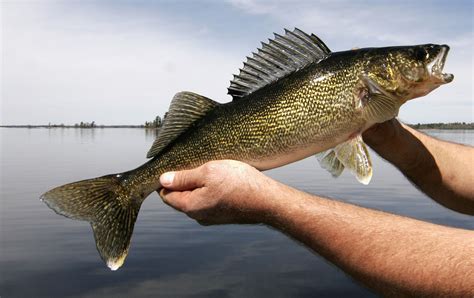 Walleye Tamanho De Slot De Arroz Lago