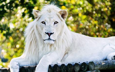 White Lion Parimatch