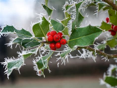 Winter Berries Bodog